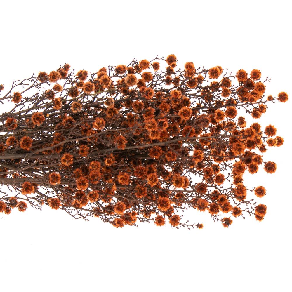 Stillingia orange gefärbt 70cm