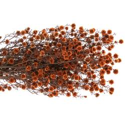 Stillingia orange gefärbt 70cm