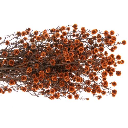 Stillingia orange gefärbt 70cm