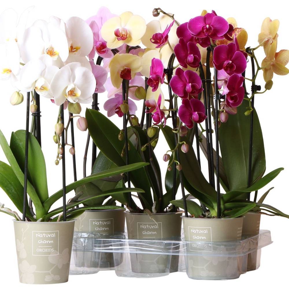 Phal.2-R mix Cascade Niagara T12 H050