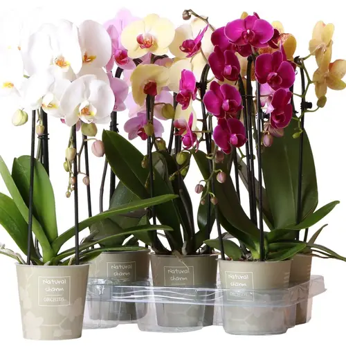 Phal.2-R mix Cascade Niagara T12 H050