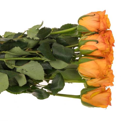 Rose orange Tycoon 80cm