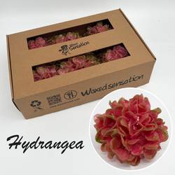Seiden Wachs Hortensie rosa