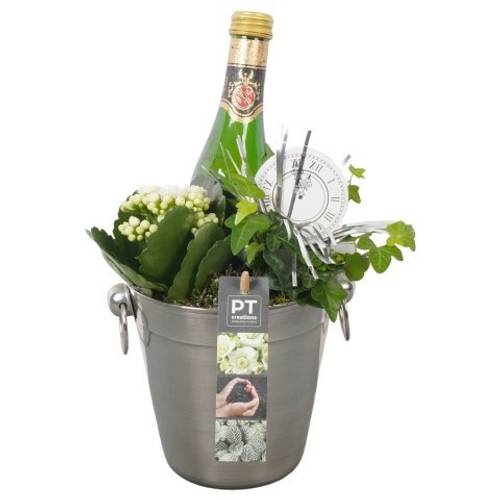 Kal.Arr PTON7924 Silvester T14 H029