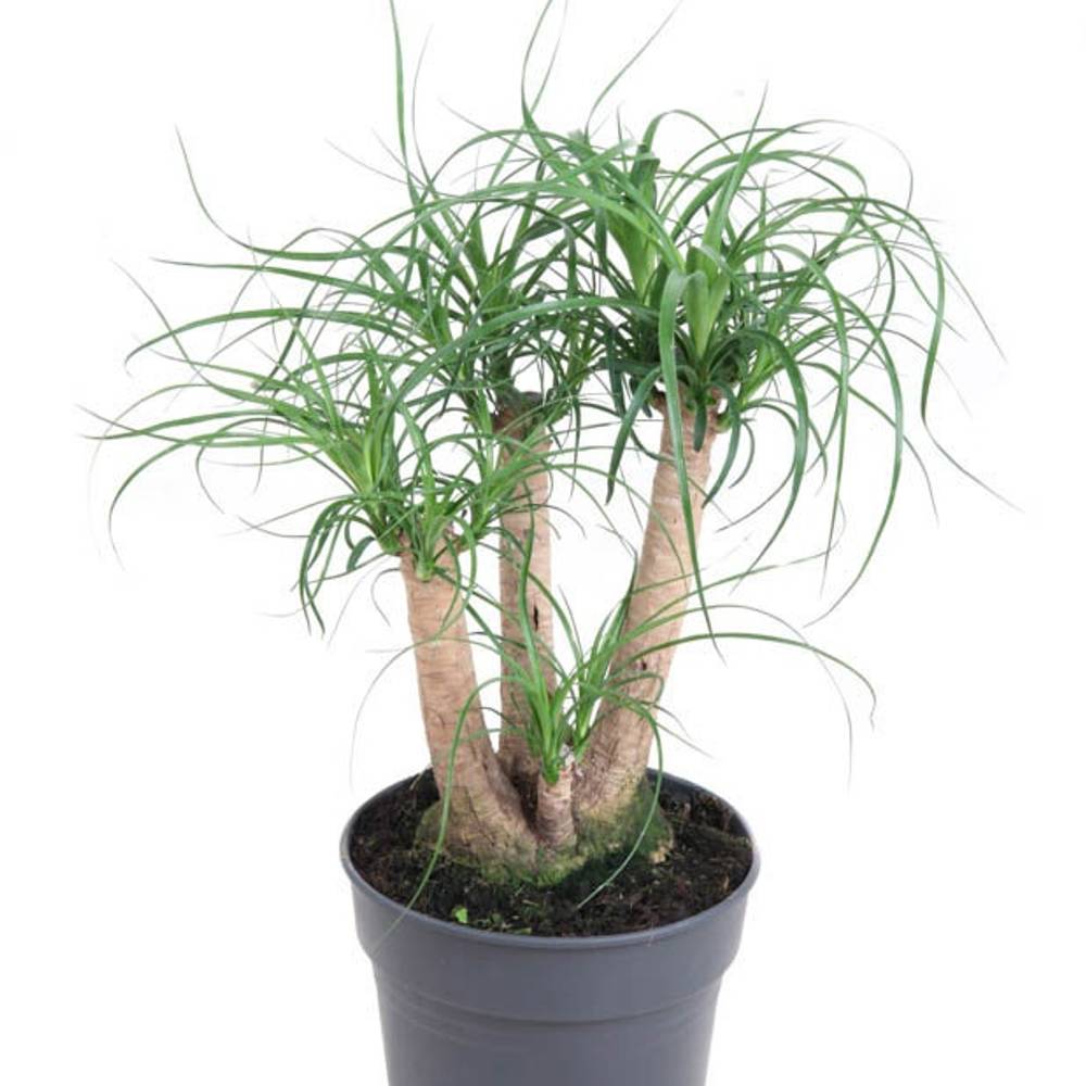 Beaucarnea Verzweigt T21 H60