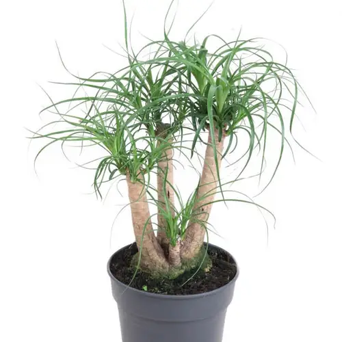 Beaucarnea Verzweigt T21 H60