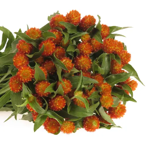 Gomphrena orange  50