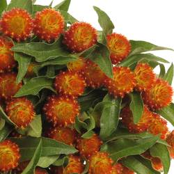 Gomphrena orange  50