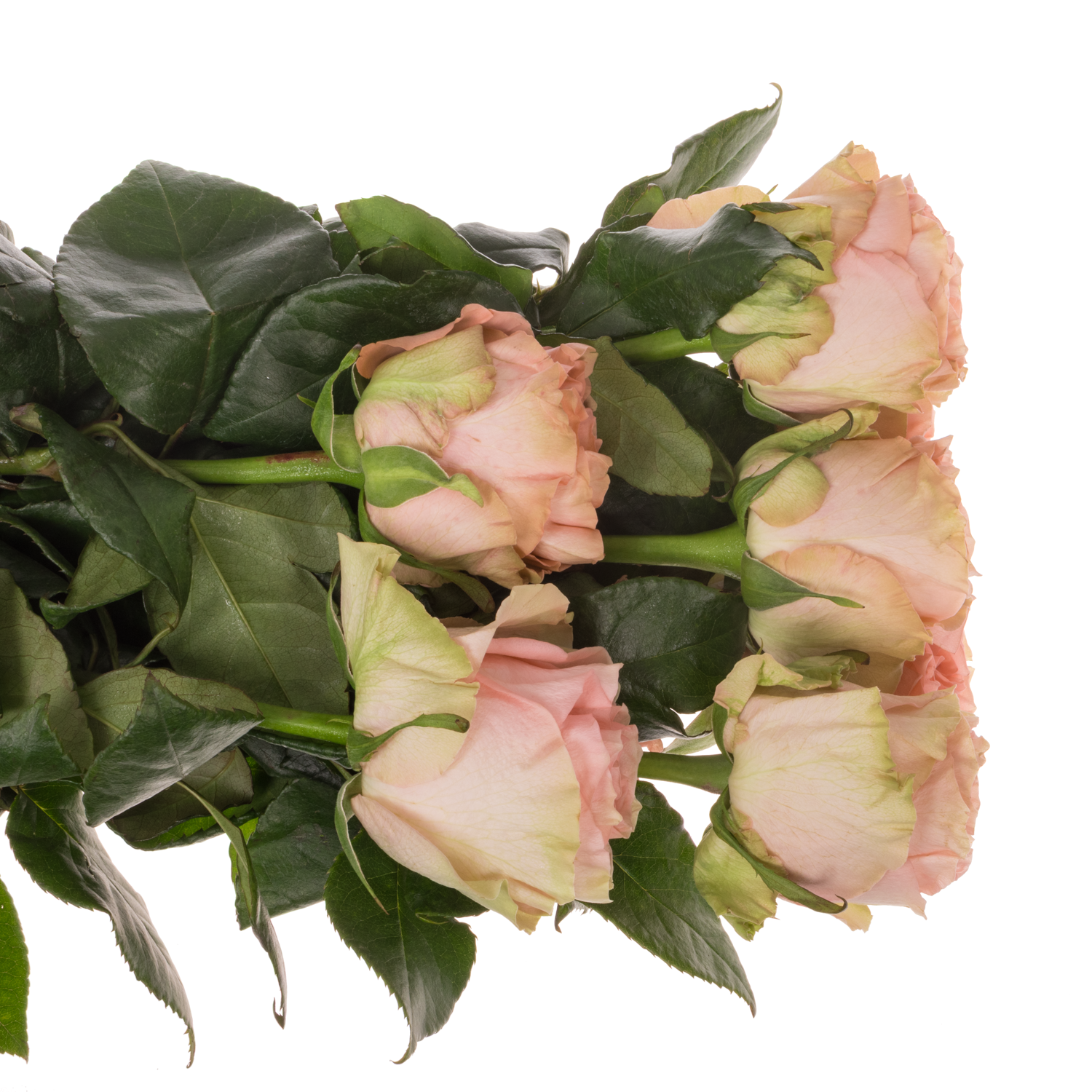 Rose rosa Happink (Ec) 60cm X10