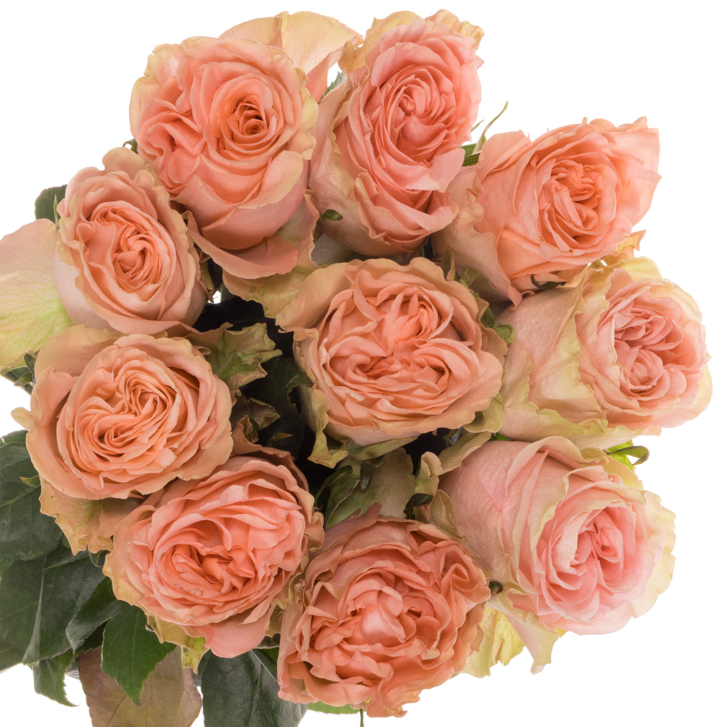 Rose rosa Happink (Ec) 60cm X10