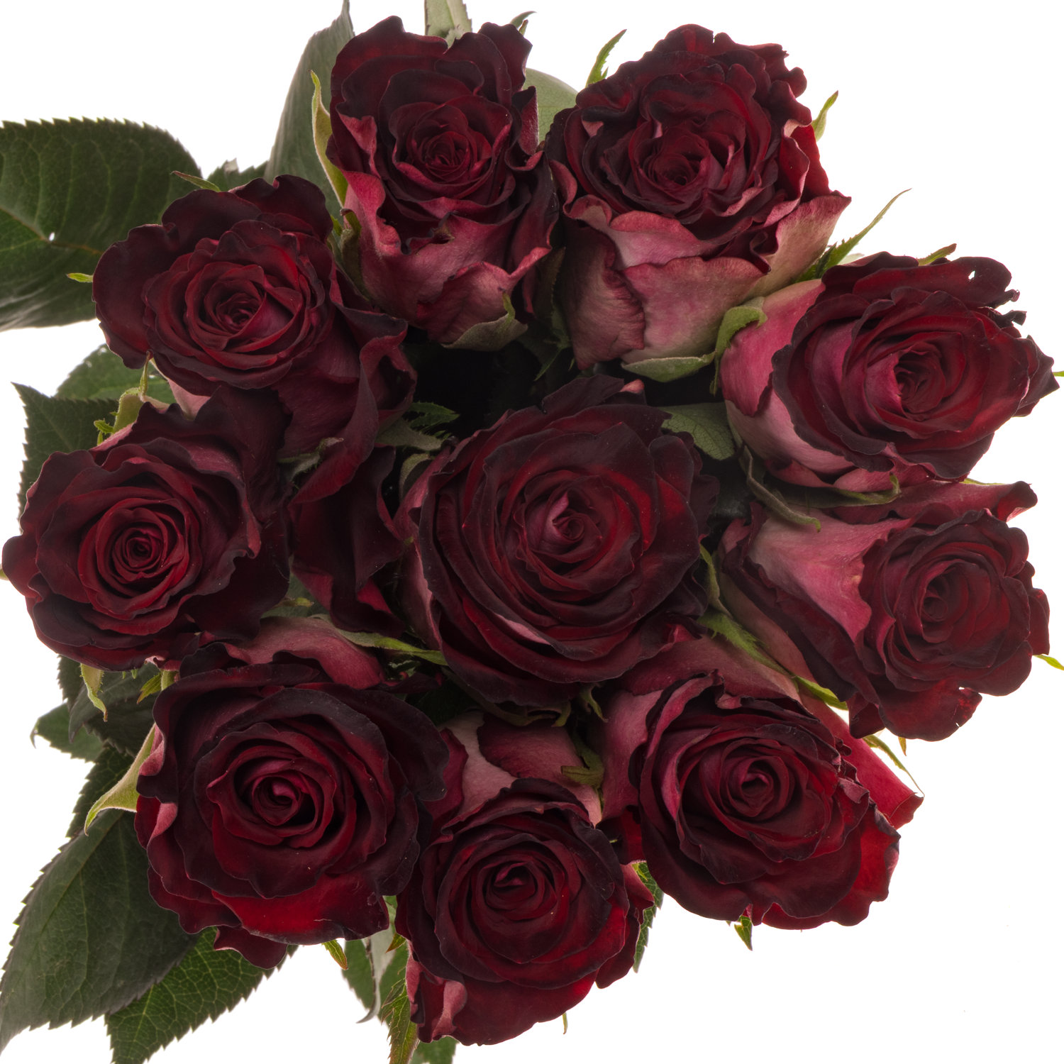 Rose weinrot/hell rosa Scarlet Ruby 70cm