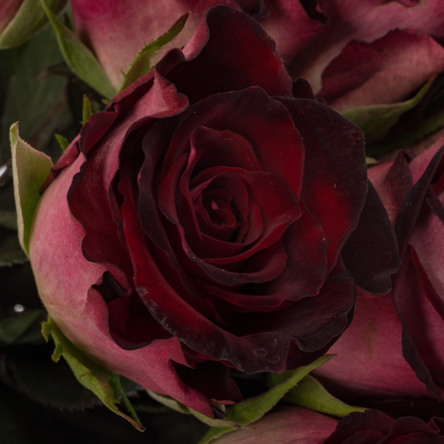 Rose weinrot/hell rosa Scarlet Ruby 70cm