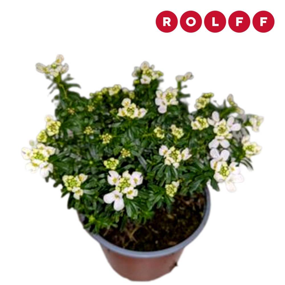Iberis Sempervierens Fischbeck T10 H016