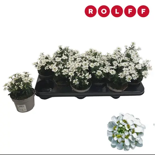 Iberis Sempervierens Fischbeck T10 H016