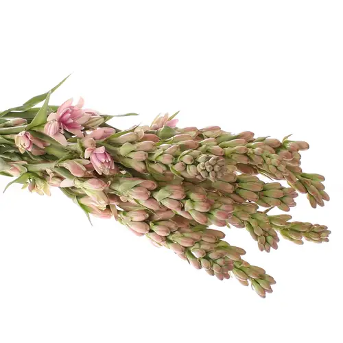 Tubarosa rosa Elle Pink Sapphire 60cm