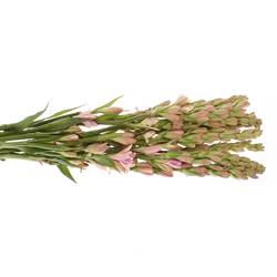 Tubarosa rosa Elle Pink Sapphire 60cm