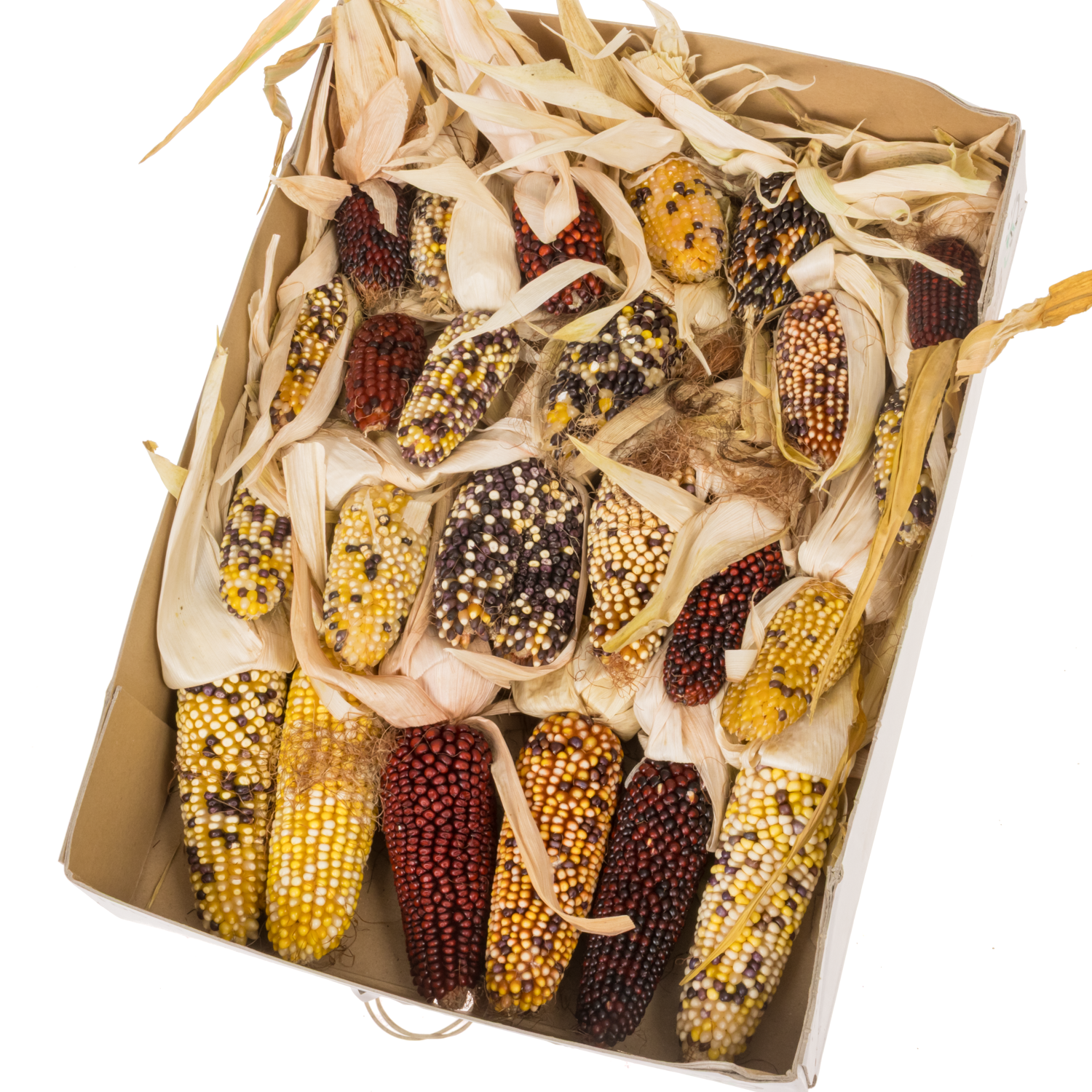 Mais Kopf mix Harlekijn