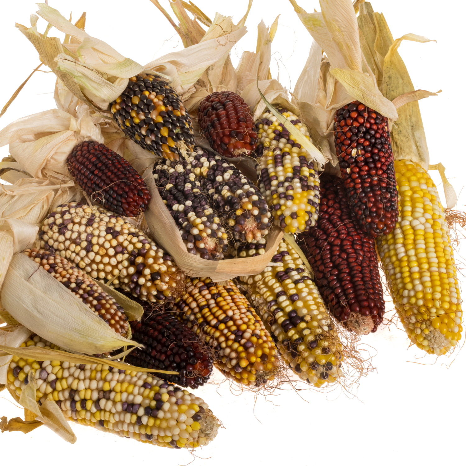 Mais Kopf mix Harlekijn