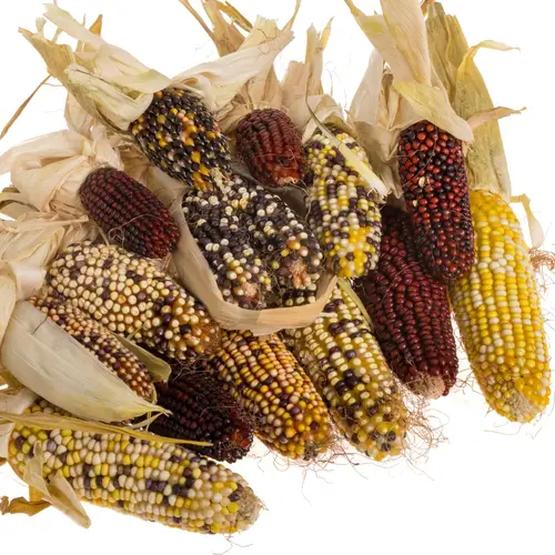 Mais Kopf mix Harlekijn