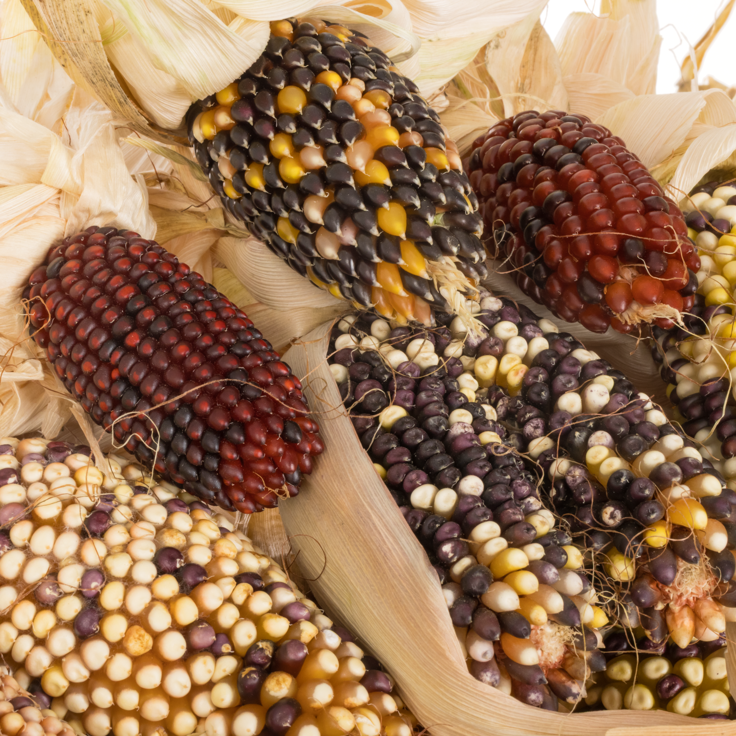 Mais Kopf mix Harlekijn