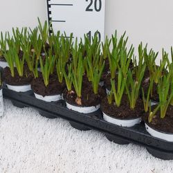 Muscari Arm weiss T09 H012