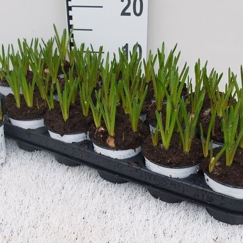 Muscari Arm weiss T09 H012