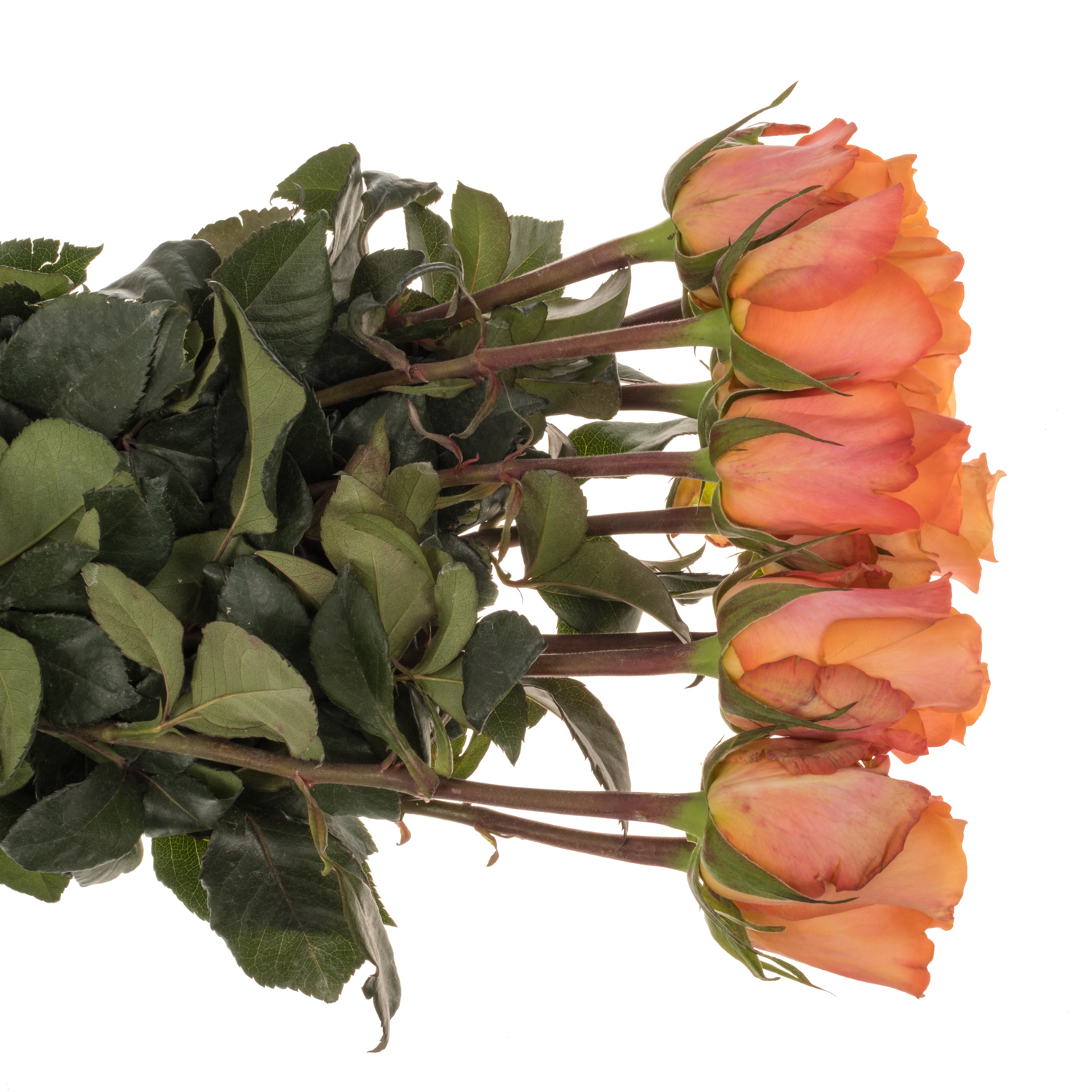 Rose orange Sauti Sol 50cm