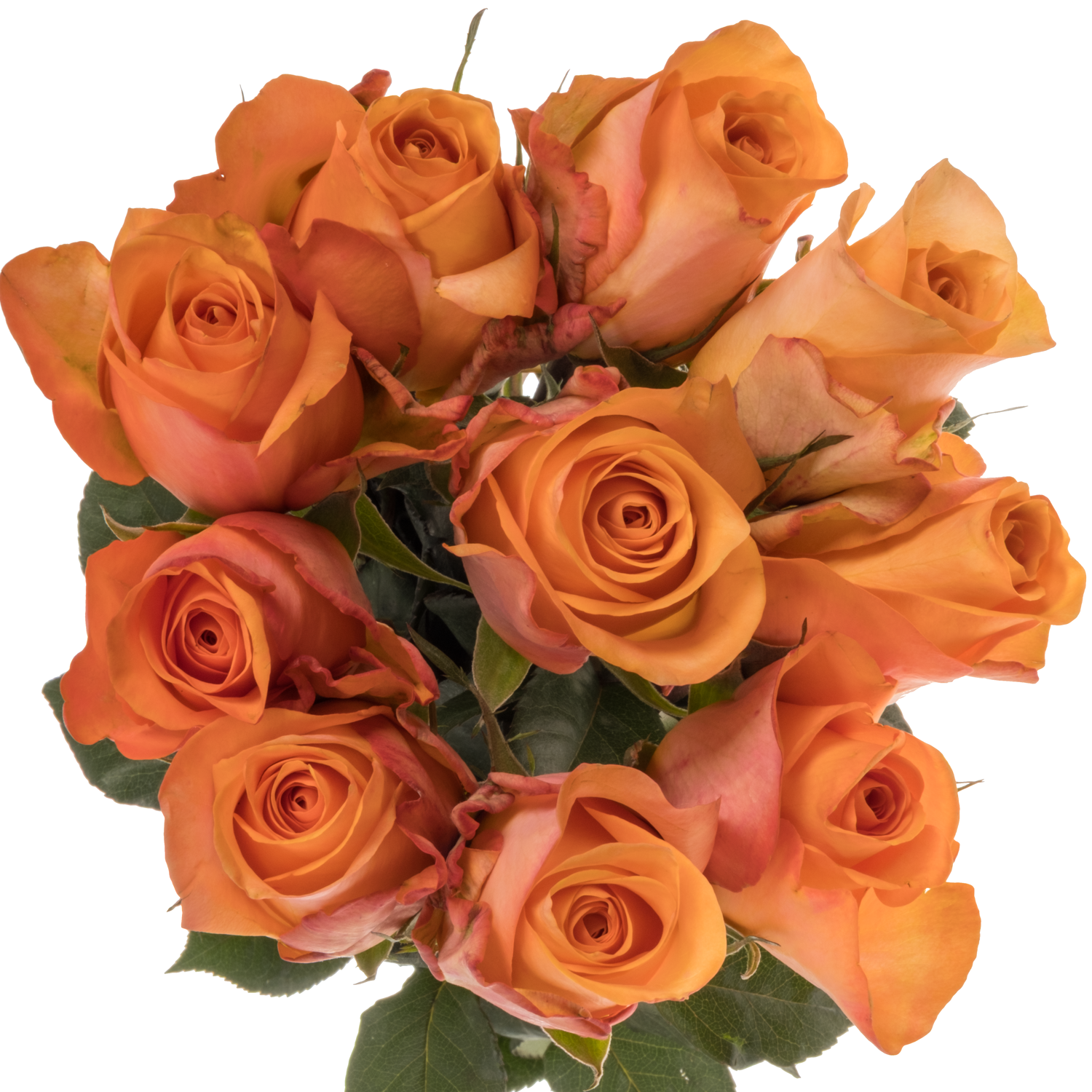 Rose orange Sauti Sol 50cm
