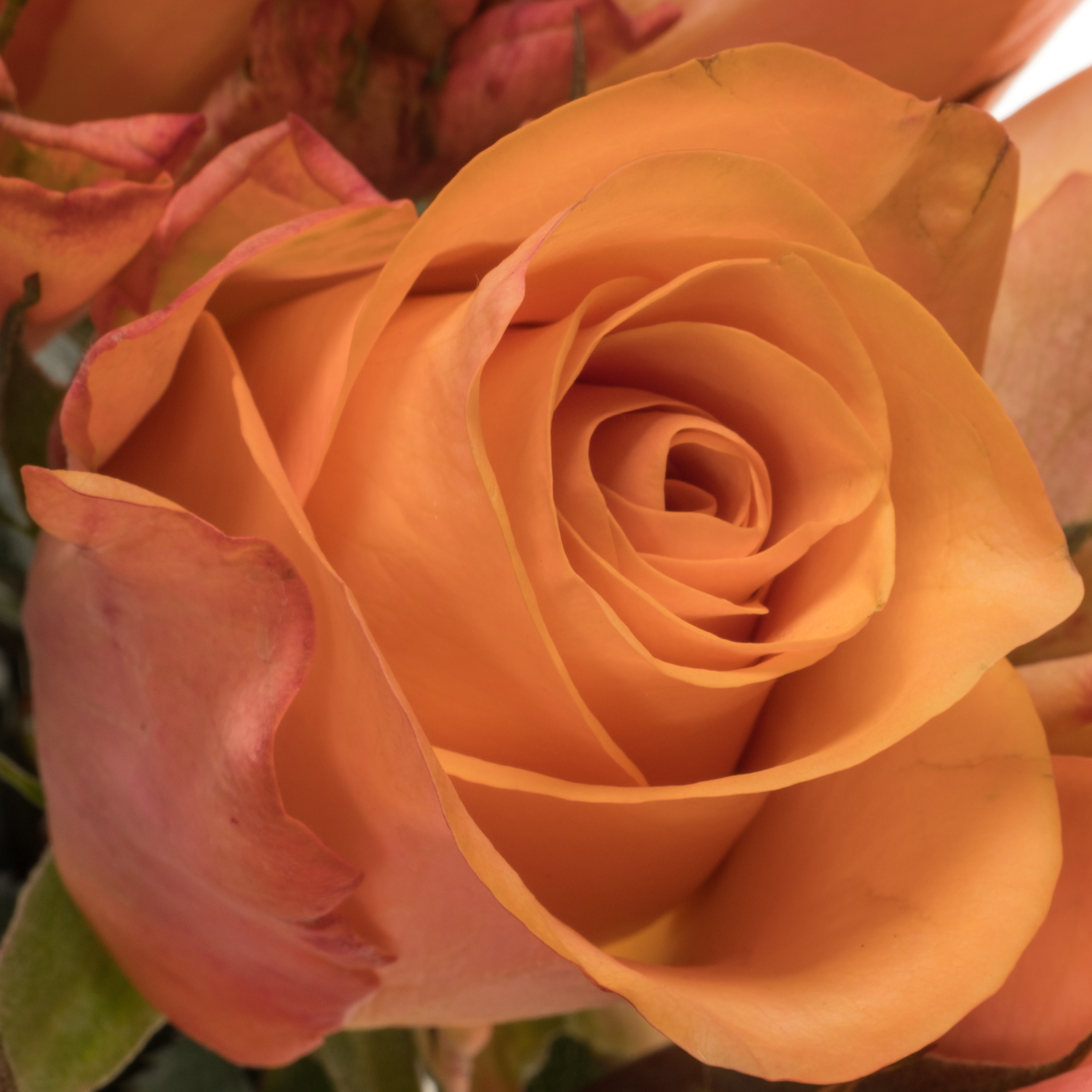 Rose orange Sauti Sol 50cm