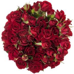 Rose verzweigt rot Dominica 7+Blüte 80cm