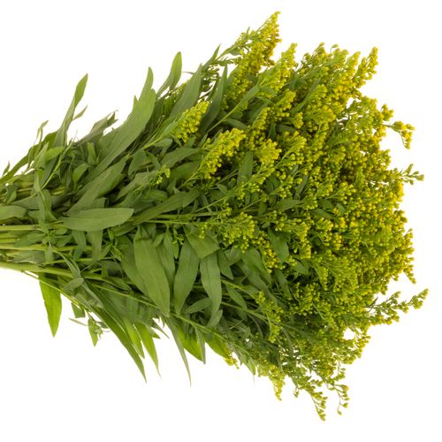 Solidago gelb Golden Glory 20Gramm 60cm