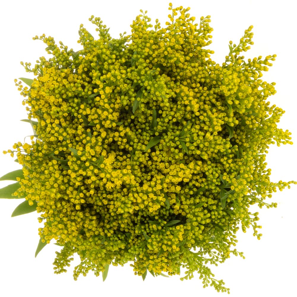 Solidago gelb Golden Glory 20Gramm 60cm