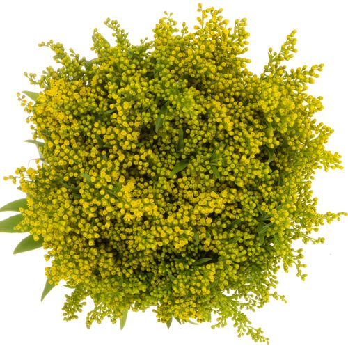 Solidago gelb Golden Glory 20Gramm 60cm
