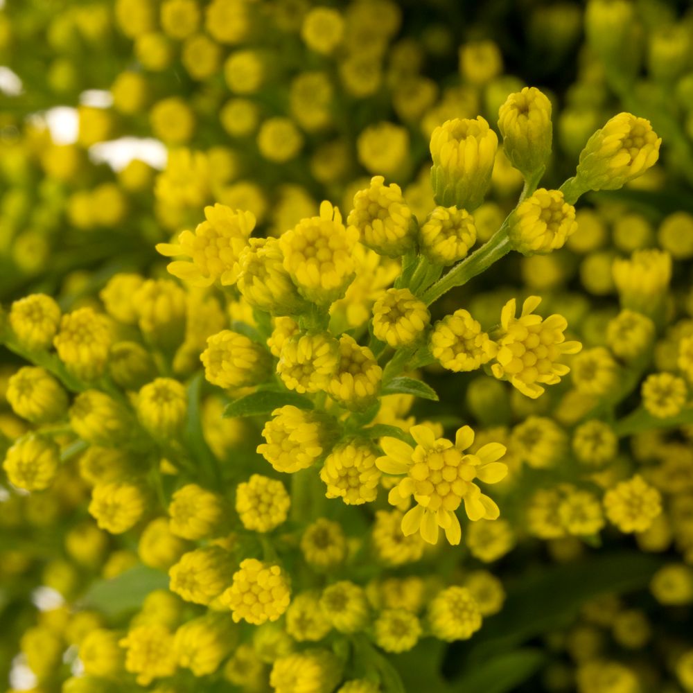 Solidago gelb Golden Glory 20Gramm 60cm