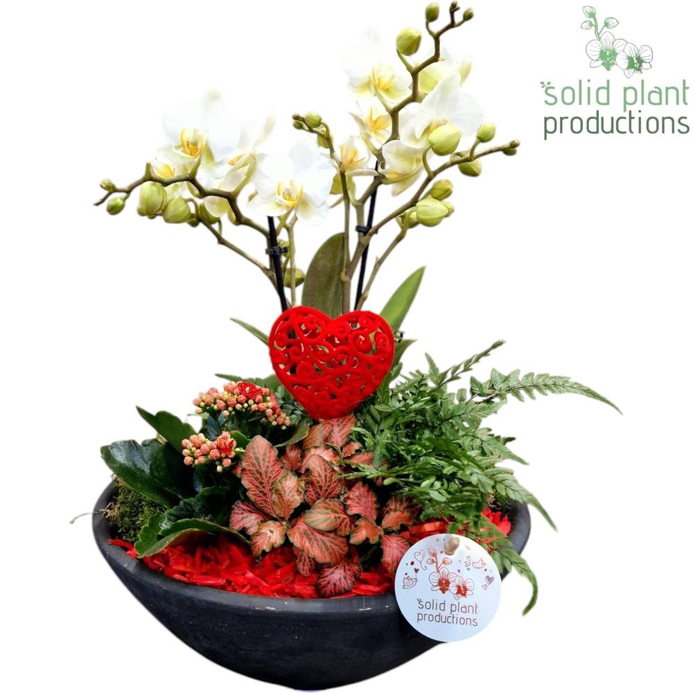 Phal.Arr Ebbi PE011RED T27 H045