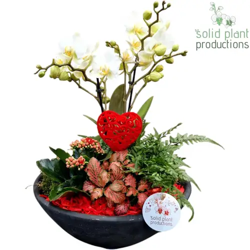 Phal.Arr Ebbi PE011RED T27 H045