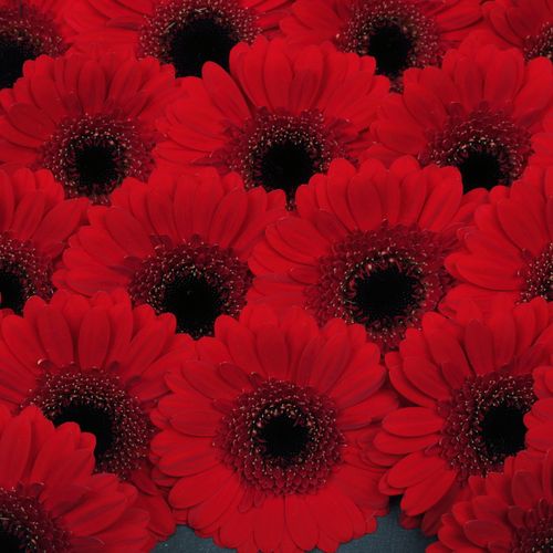 Germini rot Nirvana