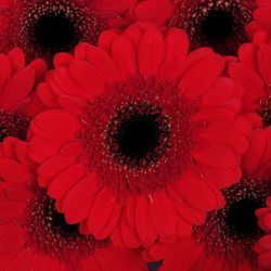 Germini rot Nirvana