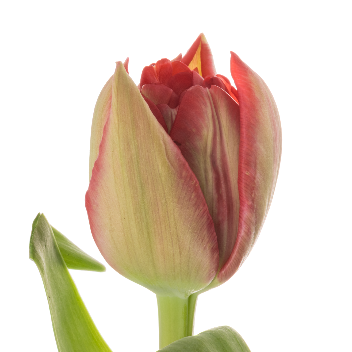 Tulpe rot doppel ballgame 50 Gramm