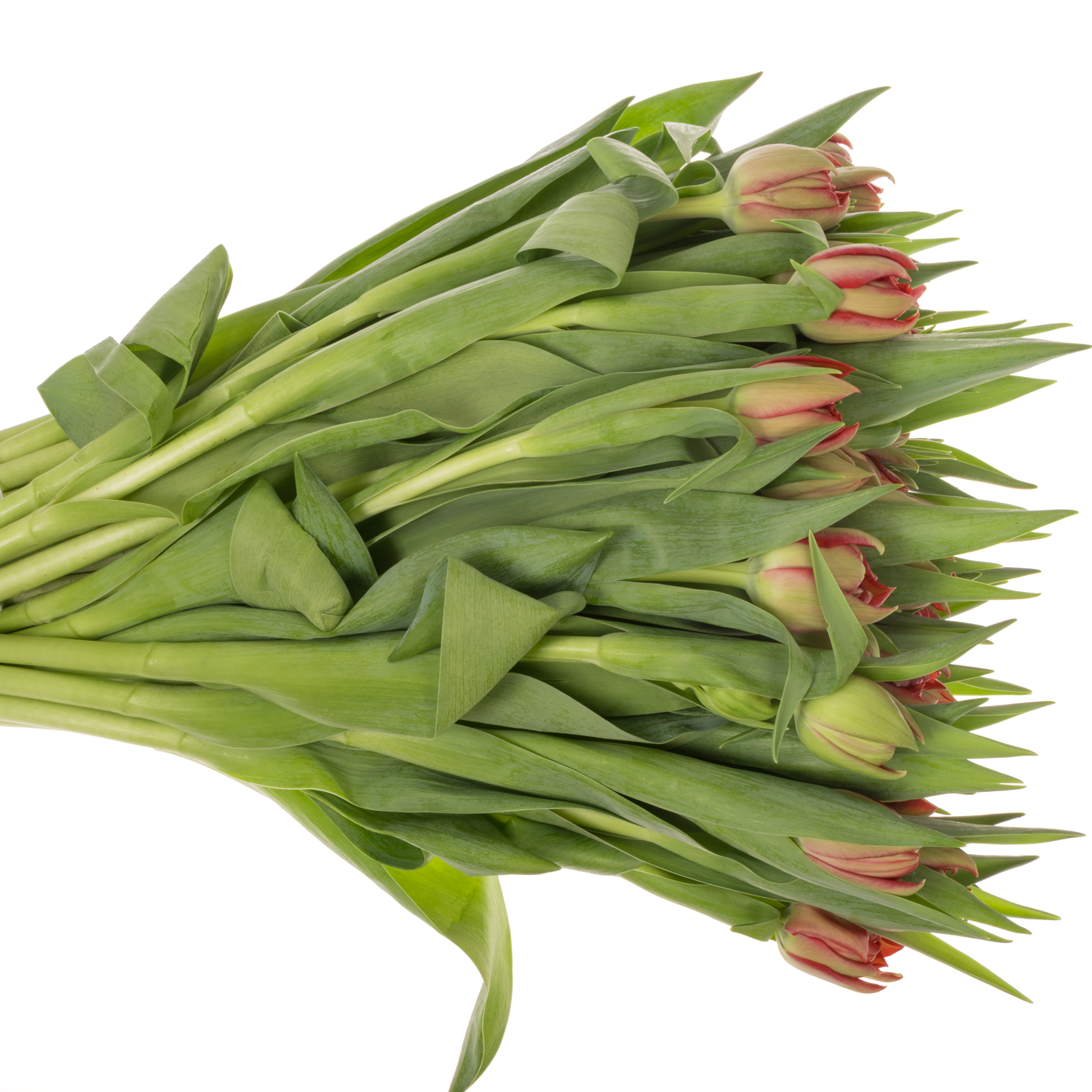 Tulpe rot doppel ballgame 50 Gramm