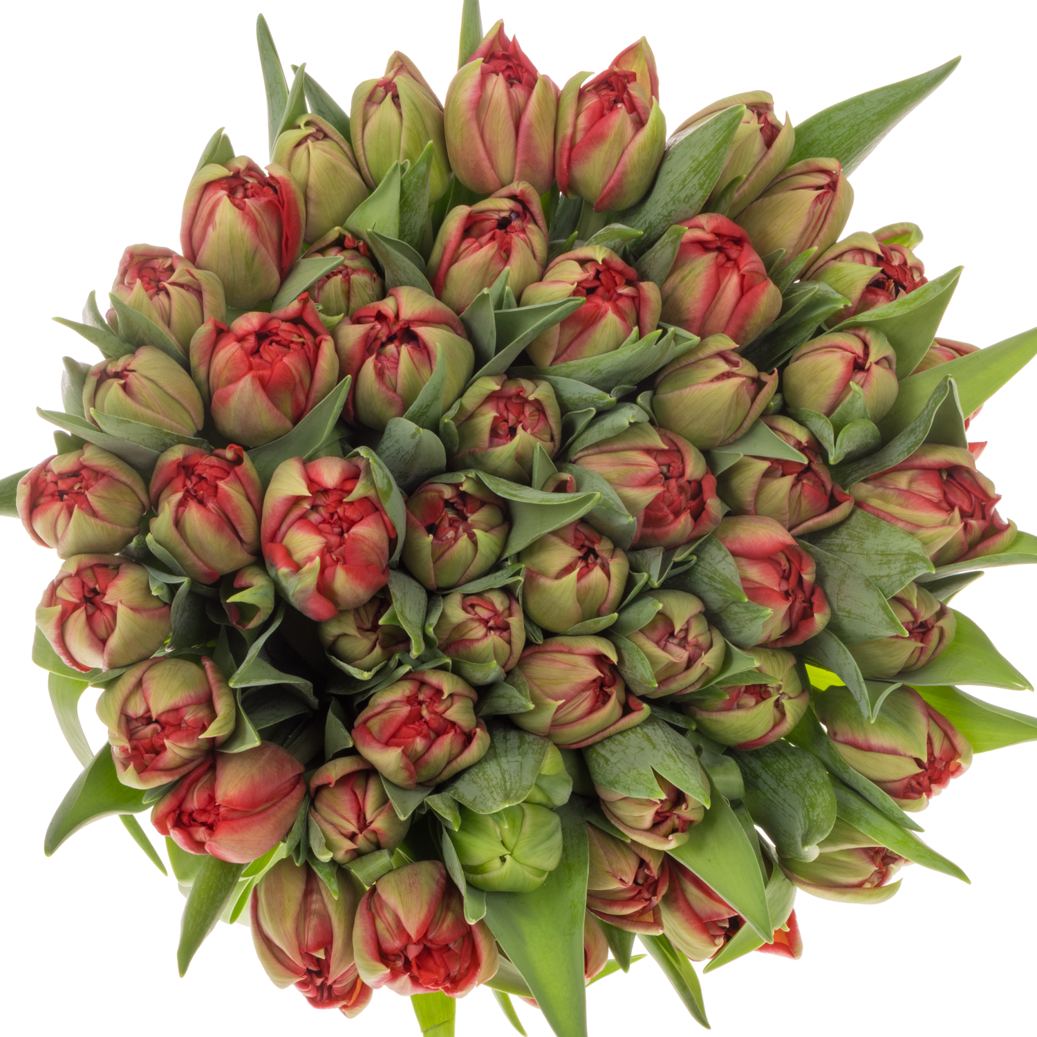 Tulpe rot doppel ballgame 50 Gramm