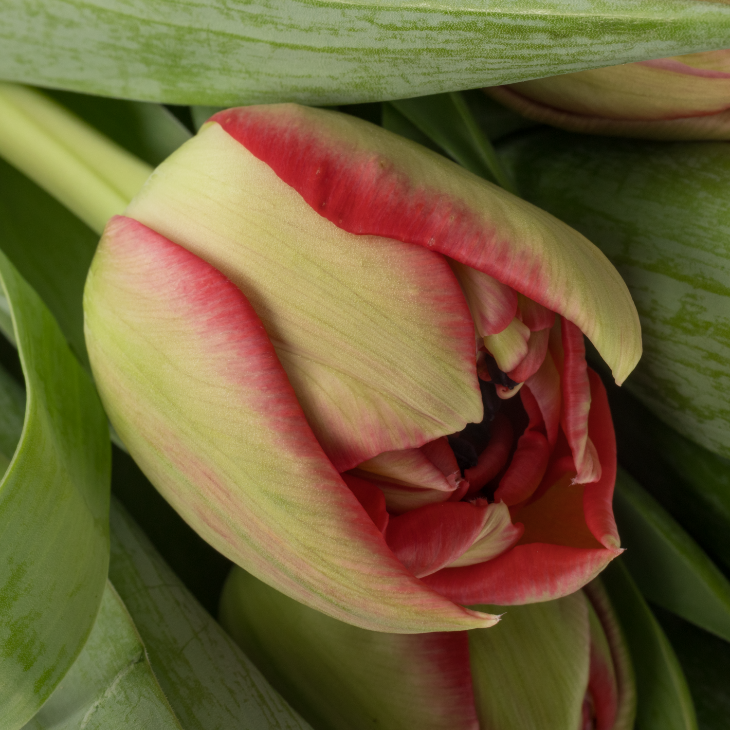 Tulpe rot doppel ballgame 50 Gramm