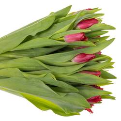 Tulpe pink dark Salamanco Triflor 36 Gramm