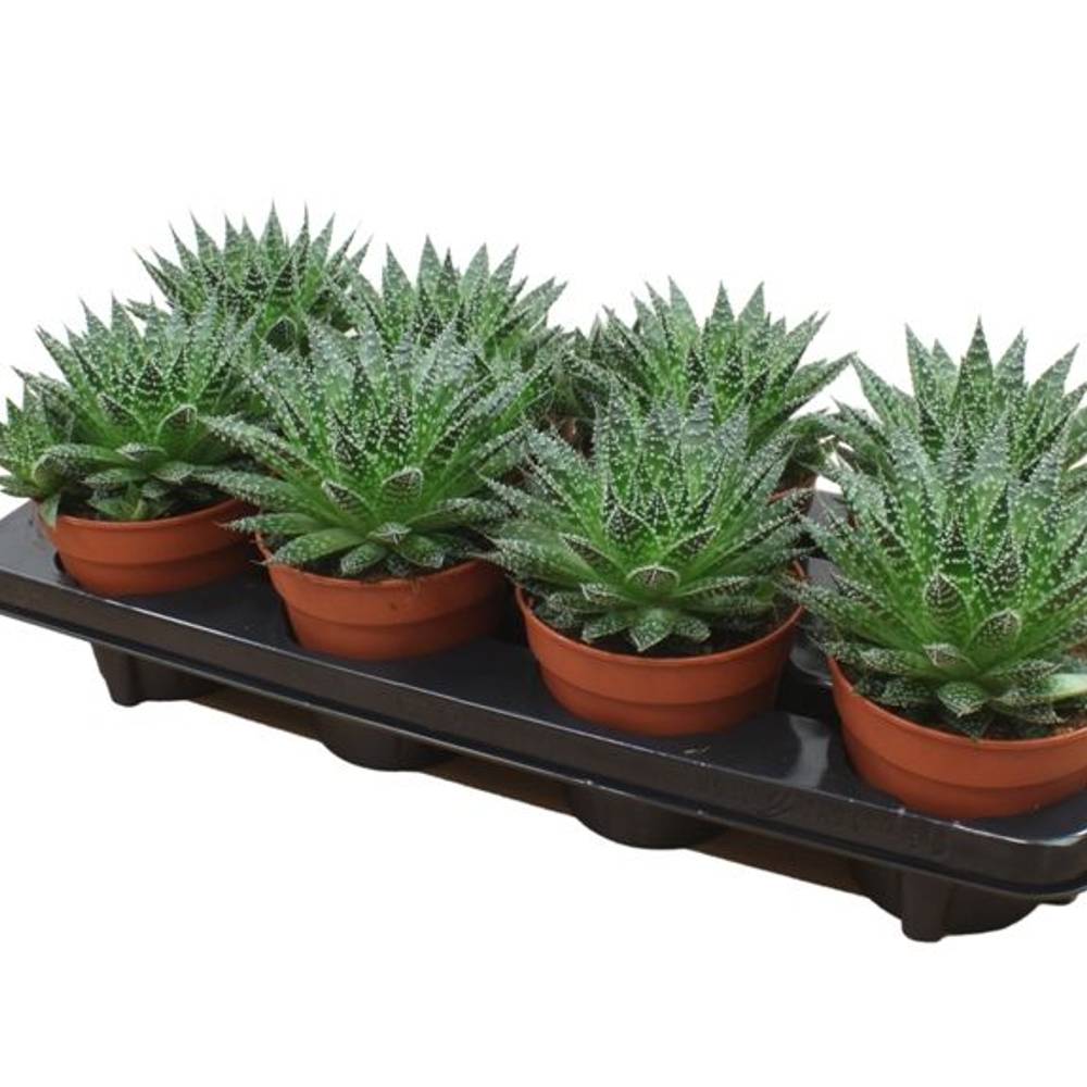 Aloë Zambezi T12 H15