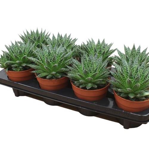 Aloë Zambezi T12 H15