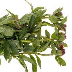 Pfingstrose rot Red Rose 60cm