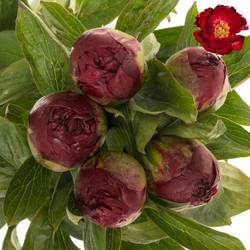 Pfingstrose rot Red Rose 60cm