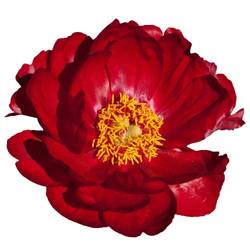 Pfingstrose rot Red Rose 60cm