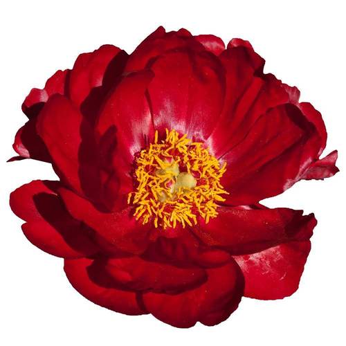 Pfingstrose rot Red Rose 60cm
