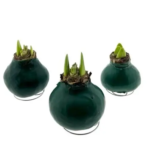 Amar.Bol Wachs Moos grün rote Bl. 32cm H015